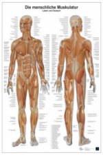 Anatomie-Lerntafel - Die menschliche Muskulatur