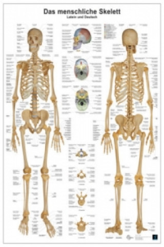 Anatomie-Lerntafel - Das menschliche Skelett