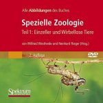 Spezielle Zoologie. Tl.1, CD-ROM