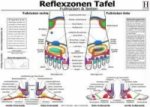 Reflexzonen Tafel - Fussrücken & Seiten, Poster