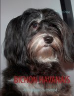 Bichon Havanais