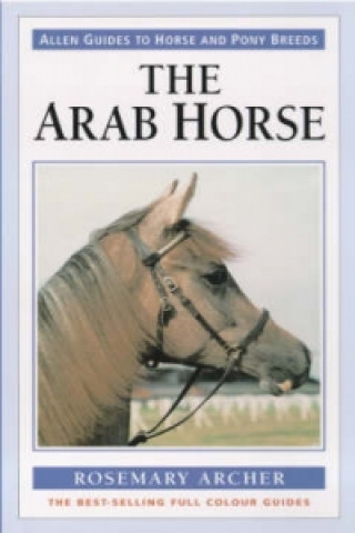 Arab Horse