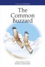 Common Buzzard