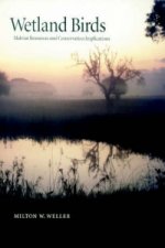 Wetland Birds