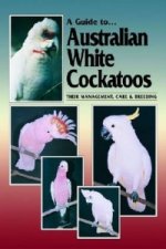 Australian White Cockatoos