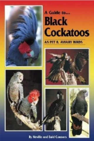 Black Cockatoos as Pet and Aviary Birds