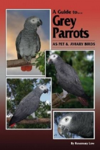 Guide to Grey Parrots as Pets and Aviary Birds