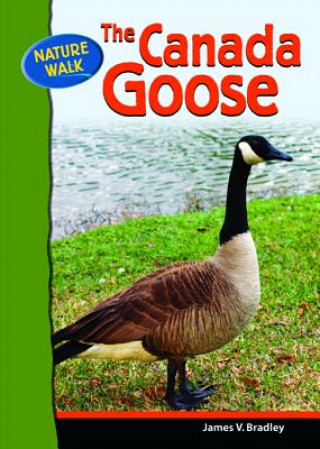 Canada Goose