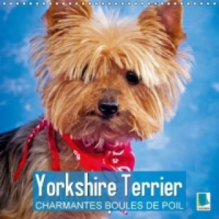 Yorkshire Terrier : charmantes boules de poil (Calendrier mural 2015 300 × 300 mm Square)