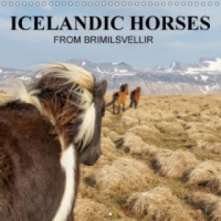 ICELANDIC HORSES from BRIMILSVELLIR (Wall Calendar 2015 300 × 300 mm Square)