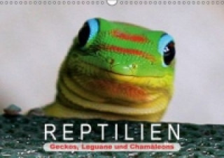 Reptilien Geckos, Leguane und Chamäleons (Wandkalender 2015 DIN A3 quer)