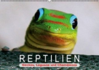 Reptilien Geckos, Leguane und Chamäleons (Wandkalender 2015 DIN A2 quer)
