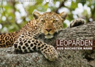 Leoparden aus nächster Nähe (Wandkalender 2015 DIN A3 quer)