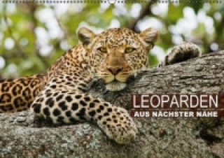 Leoparden aus nächster Nähe (Wandkalender 2015 DIN A2 quer)