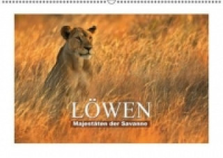 Majestäten der Savanne Löwen (Wandkalender 2015 DIN A2 quer)