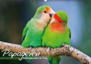 Papageien Farbenpracht im Flug (Wandkalender 2015 DIN A2 quer)