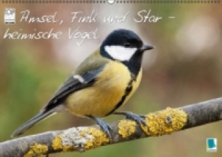 Amsel, Fink & Star heimische Vögel (Wandkalender 2015 DIN A2 quer)