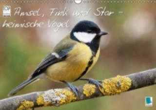 Amsel, Fink & Star heimische Vögel (Wandkalender 2015 DIN A3 quer)