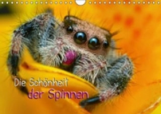 Die Schönheit der Spinnen (Wandkalender 2015 DIN A4 quer)