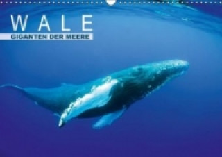 Wale Giganten der Meere (Wandkalender 2015 DIN A3 quer)