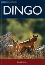 Dingo