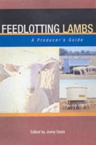 Feedlotting Lambs