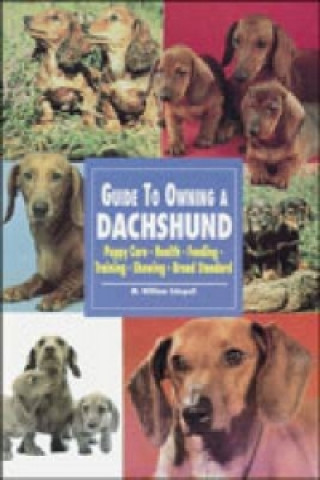 Guide to Owning a Dachshund