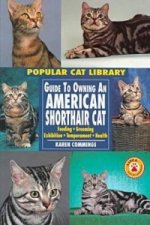 Guide to Owning an American Shorthair Cat