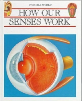 How Our Senses Work