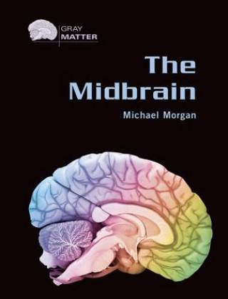 Midbrain