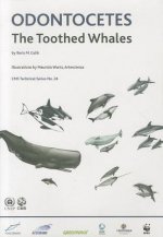 Odontocetes