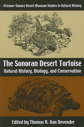 Sonoran Desert Tortoise