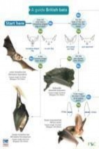 Guide to British Bats