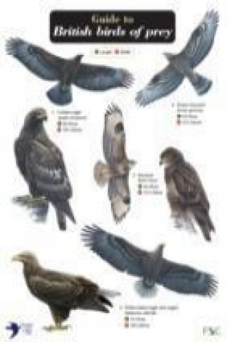 Guide to British Birds of Prey