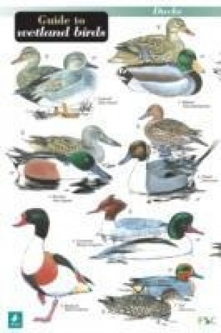Guide to Wetland Birds