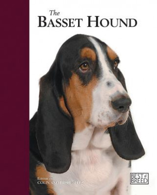 Basset Hound