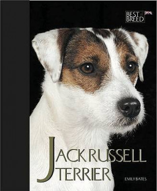 Jack Russell Terrier