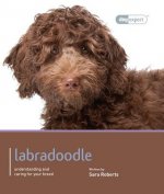 Labradoodle - Dog Expert
