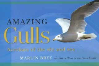 Amazing Gulls