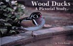 Wood Ducks: A Pictorial Study