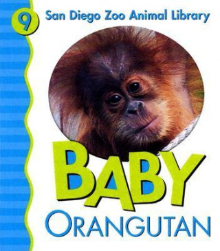 Baby Orangutan