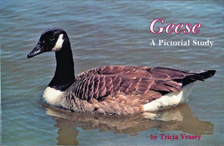 Geese: A Pictorial Study