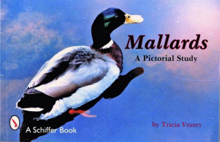Mallards: A Pictorial Study
