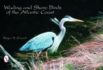 Wading and Shore Birds of the Atlantic Coast