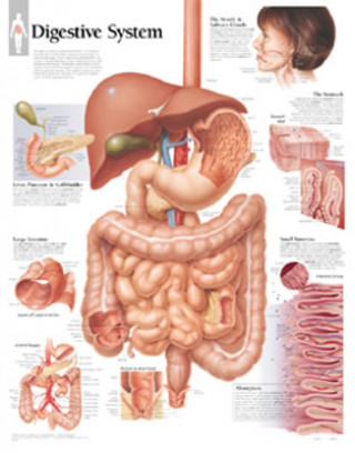 Digestive System Laminated Poster