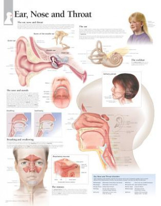 Ear, Nose & Throat Paper Poster