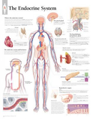 Endocrine System Laminated Poster