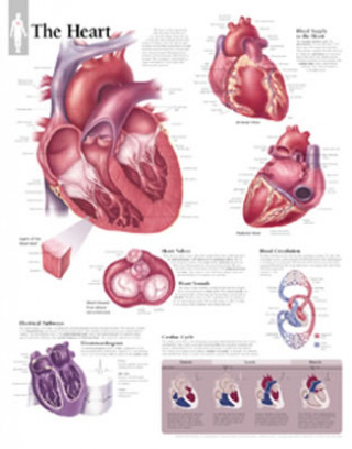 Heart Laminated Poster