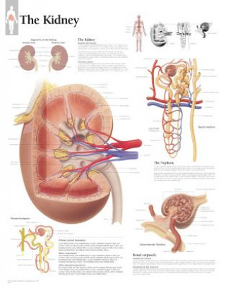 Kidney Laminated Poster