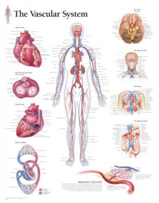 Pulmonary System Laminated Poster
